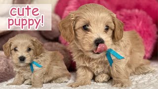 Maltipoo Puppy Cutest Moments  Dog Puppy Compilation [upl. by Brine122]