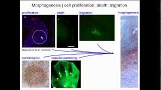 Macroevolution Research [upl. by Enitsirc]