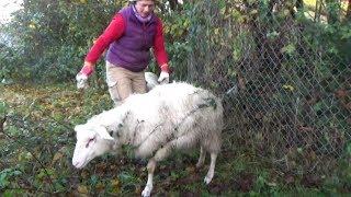 FollowUp To Worlds Biggest Carnivorous Plant Catches Whole Sheep Video [upl. by Aonian120]