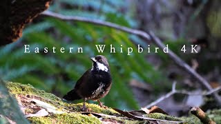 Eastern Whipbird calling  Australian Bird Sounds [upl. by Griggs823]