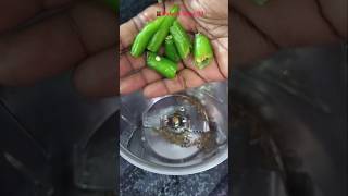 பழைய சாதத்தில் மொறு மொறு வடகம்palaya sadam moru moru vadagam in tamilsimplerecipecookingshorts [upl. by Rimidalb299]