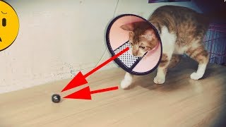 Cat neutering surgeryaftercare tips for cats after neutering [upl. by Yann839]