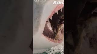 MASSIVE Great White Sharks leaps at fishermans boat shorts 😱🦈 [upl. by Onnem646]