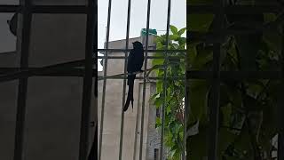 Drongo bird 🐦 cute 🥰 sound 😍birds birdsounds birdslover youtube youtubeshorts ytshortsindia [upl. by Refannej]