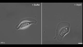 Arpin injected keratocyte [upl. by Poyssick]