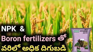 NPK 0 52 34 amp Boron fertilizer importance  NPK 0 0 50 in paddy [upl. by Bolan44]