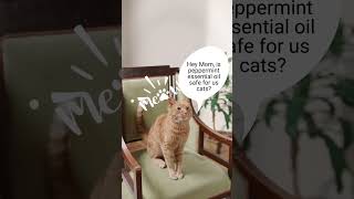 Is peppermint essential oil safe for cats [upl. by Hamid837]