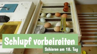 Schlupf vorbereiten  Schieren am 18 Tag [upl. by Haisa]