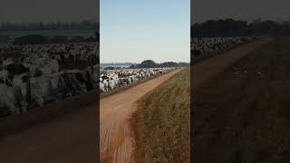 El feedlot más grande de Brasil [upl. by Aneetsirk459]