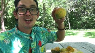 Our Private MANGO TASTING [upl. by Sherard]