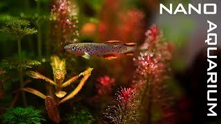 New NANO AQUARIUM For KILLIFISH [upl. by Mellitz]