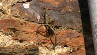 LEZARD des MuraillesAccouplement VerticalPodarcis muralis  BRUITX [upl. by Chambers811]