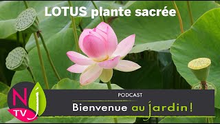 DÉCOUVERTE DU LOTUS SACRÉ  HISTOIRE SYMBOLISME PROPRIÉTÉS PARTICULARITÉS CULTURE ET POÉSIE [upl. by Daht14]