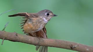 Ferruginous Flycatcher at Singapore Botanic Gardens Nov 15 2024 [upl. by Ahtnams]