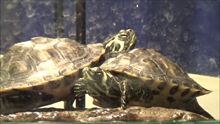 How To Take Good Care of Yellow Belly Slider Turtles [upl. by Yuu]