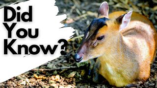 Things you need to know about MUNTJAC [upl. by Eirrem]