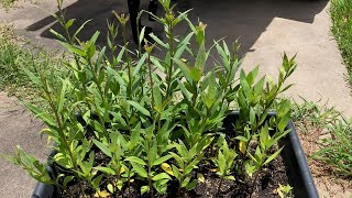 How To Grow Milkweeds From Seed  Secrets  Proven Method  Tips amp Tricks [upl. by Rodl]