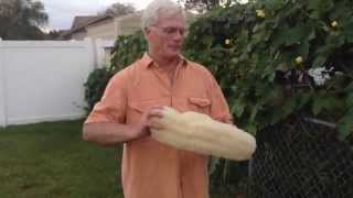 Growing Luffa loofah Sponges  Useful Plants [upl. by Anthia]