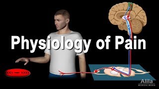 Physiology of Pain Animation [upl. by Ecargyram]