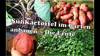 Süßkartoffel anbauen im Garten  Süßkartoffel Ernte [upl. by Asilad]