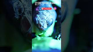 Tortoise Eating ASMR Calming Crunches Chews amp Obsession 1 🐢 [upl. by Tirrell]