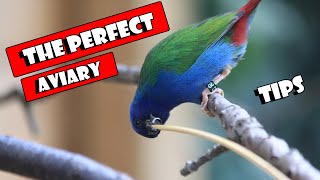 Building The Perfect AVIARY [upl. by Ynaiffit]