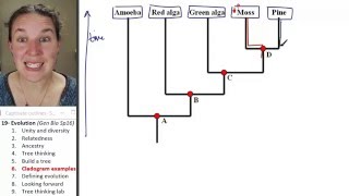 Evolution 6 Cladogram examples [upl. by Bobbi]