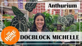 Home Depot Shop With Me Anthurium DOCBLOCK MICHELLE plants homedepot anthurium new shopping [upl. by Silberman]