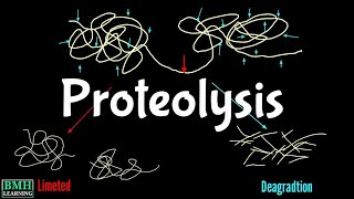 Proteolysis  Proteolytic Degradation  Zymogen Activation  Proteolytic Cleavage [upl. by Ardnuasal]