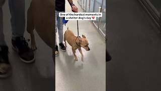 It’s so hard to watch 😔💔 Please read her story in comments dog adoptme sad doglover rescue [upl. by Boff]