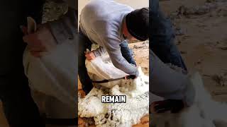 Master of Shearing The Art of Harvesting Wool with Precision and Care ExpertShearer shorts facts [upl. by Leicester]