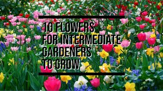 10 flowers for intermediate gardeners to grow [upl. by Annaehr83]