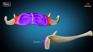 Hyoid bone osteology  Gross anatomy  Attachments  Movements  Clinical significance  USMLE [upl. by Ennaed]