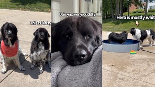 The Differences Between My Two Newfoundland Dogs [upl. by Rosalind]