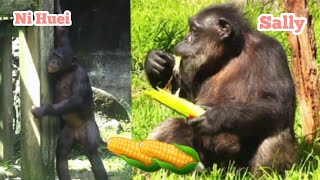 quotChimps Relish Their Corn Feast – Pure Enjoymentquot黑猩猩們愛吃玉米，享受美味至極！ [upl. by Acino]