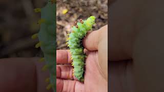 North Americas Largest Moth 🦋the Cecropia Moth facts shorts nature wildlife [upl. by Attemaj]