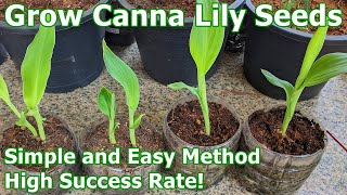 How To Grow Canna Lily Seeds  Simple and Easy Method with High Success Rate English [upl. by Clayborn]