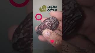 Egyptianmedjool QUTTOUF QUTTOUFPAM الاستثمارالزراعي [upl. by Nibuz]