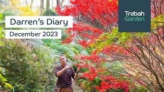 Winter Delights In The Garden amp Tree Surgery  December 2023  Darrens Diary [upl. by Negriv]