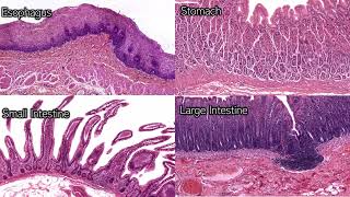 Digestive System Histology  Review and Practice [upl. by Ashelman]