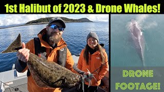 First Halibut of 2023 Drone Humpback Whale Footage Alaskan Halibut Fishing  Juneau APRIL 2023 [upl. by Amairam]