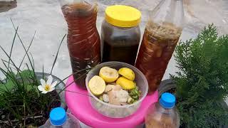 780 Home made BioEnzyme for gardening घरेलू कचरे से Gardening के लिए Enzyme बनाएँ Hindi Urdu 1 [upl. by Assilanna822]