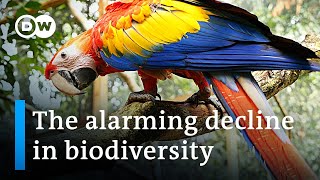 Why we need to fear the loss of biodiversity as much as climate change  DW News [upl. by Nuavahs]