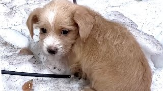 A puppy trembling in fear crying for help because of abuse [upl. by Black330]