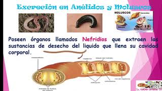 Excreción en Animales vertebrados🐸🐀🦅 e invertebrados 🐝🐛🐌🦑 [upl. by Annairol516]