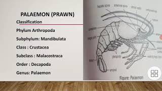 classification of PalaemonGeneral characteristics and body division of PalaemonAppendages of prawn [upl. by Naujaj]