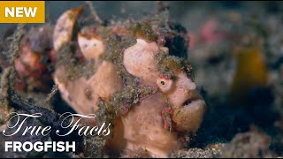 True Facts Frog Fish [upl. by Lark164]