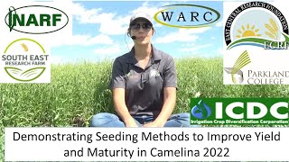 Demonstrating Seeding Methods to Improve Yield and Maturity in Camelina 2022 [upl. by Andrew]