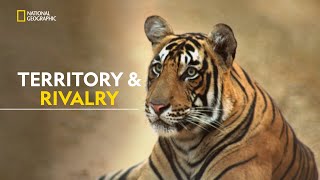 Legacy of the Queen Tiger  Clash Of Tigers  हिंदी  Full Episode  S1  E1  Nat Geo Wild [upl. by Dahlia]