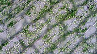 Chloroplasts moving by cytoplasmic streaming in elodea leaf cells Microscope 40x view [upl. by Carmela405]